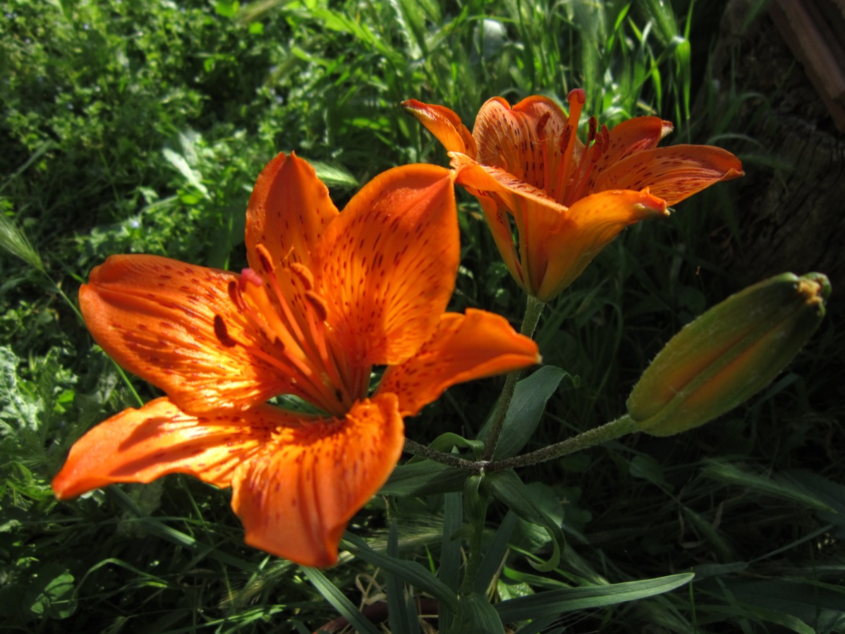 Lilium bulbiferum subs croceum...precoce....